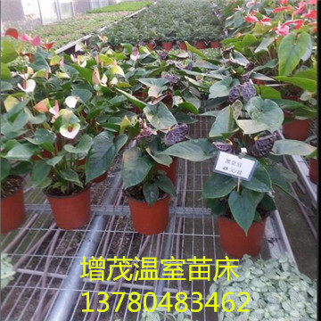 <a href='/' target='_blank'>育苗網廠家</a>