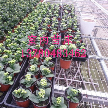 溫室<a href='/' target='_blank'><a href='http://www.yellowcabnet.com/miaochuangsheshi/203.html'target='_blank'>花架網(wǎng)</a></a>廠家 溫室<a href='/' target='_blank'><a href='http://www.yellowcabnet.com/miaochuangsheshi/203.html'target='_blank'>花架網(wǎng)</a></a>廠家