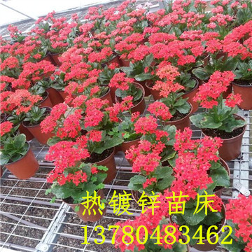 <a href='/' target='_blank'>移動苗床</a> <a href='/' target='_blank'>移動苗床</a>