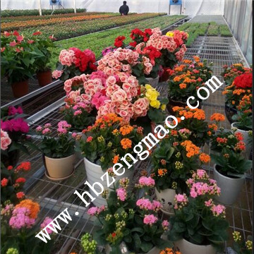 <a href='/' target='_blank'>移動(dòng)苗床</a>