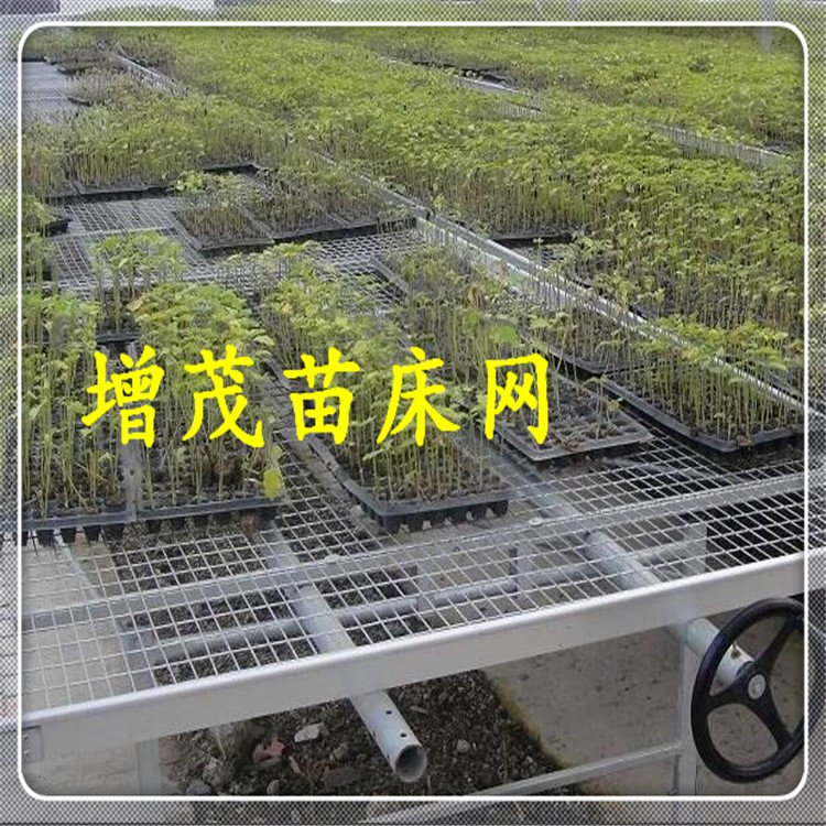 苗床網 苗床網