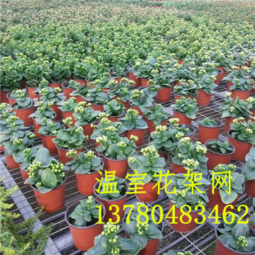 移動<a href='/' target='_blank'>苗圃網(wǎng)</a> 移動<a href='/' target='_blank'>苗圃網(wǎng)</a>