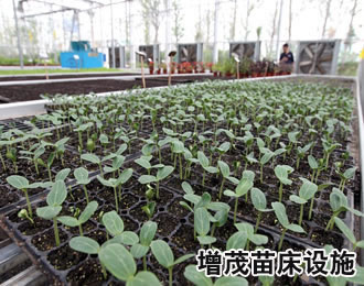 溫室育苗設(shè)備 溫室育苗設(shè)備